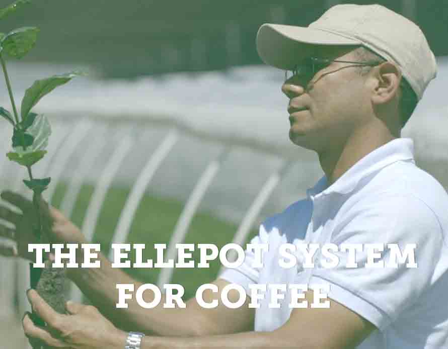 Ellepot For Coffee Propagation