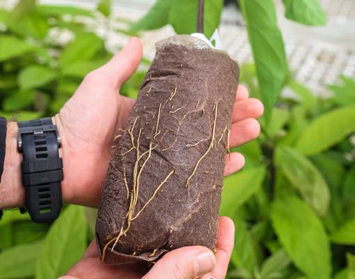 510X400 Ellepot Avocado Propagation Great Rooting (1)