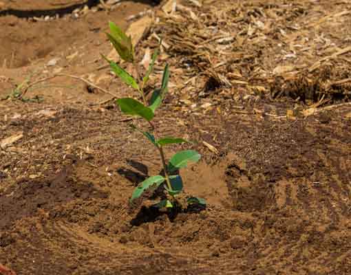 510X400 Ellepot Field Visit Silviculture 4