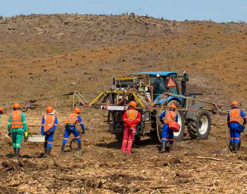 510X400 Ellepot Field Visit Silviculture 2