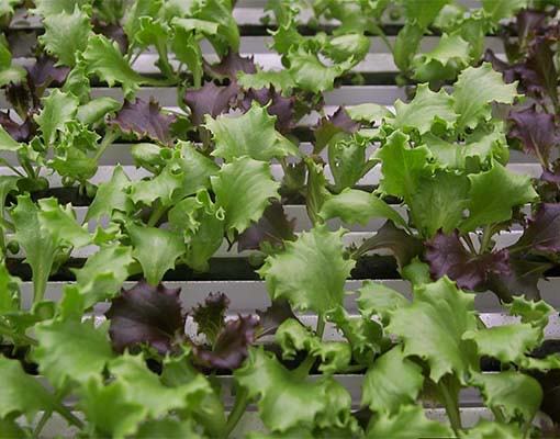 510X400 Ellepot Sleeve System Baby Leaf