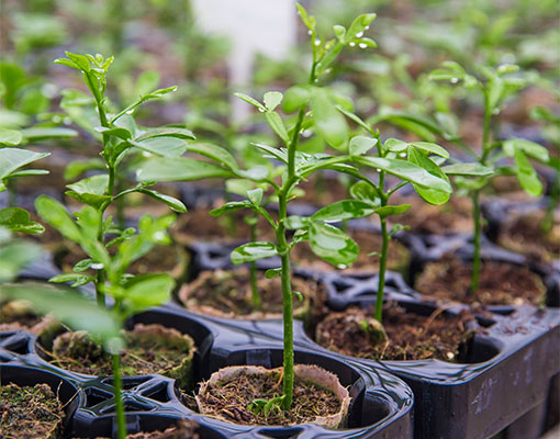 Tree & Shrub Propagation Tray for 50mm Ellepot