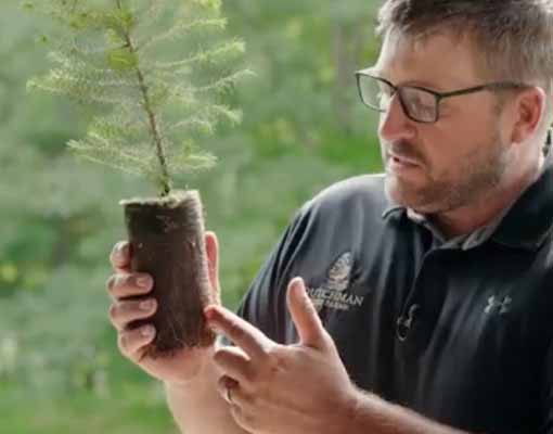 Dutchman Tree Farms - AirTray & Ellepot Forestry Seedling Producer