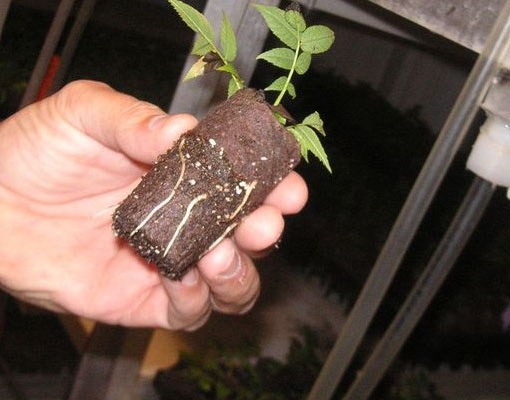 Ellepot paper for propagation of young plants deal for Tree & Shrub Propagation_072N10I tray