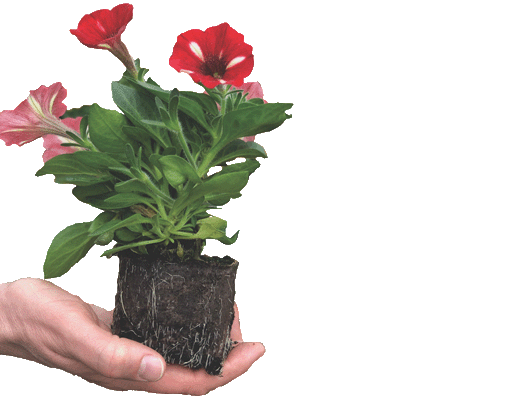 Ellepot propagation in paper pot for the best rooting flowers_pot and bedding