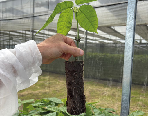 Cocoa seedling with the Ellepot propagation System = reduced propagation time by 40%